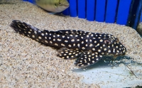 Maidenhead Aquatics @ Melksham - Catfish, Cichlids and other rarities. 24/08/18