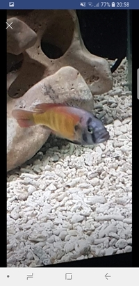 Tank closure Malawi cichlids