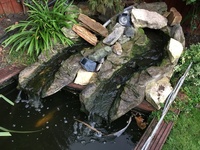 Over 20 Koi for sale plus pump/waterfall and more