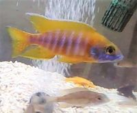 aulonocara cichlids for sale