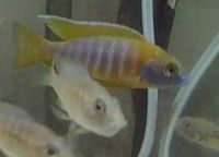 aulonocara cichlids for sale