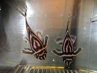 Zebra Pleco L46 - Breeding Pair