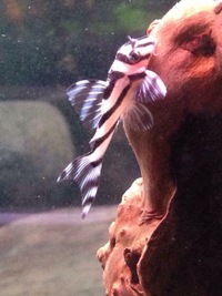 Zebra Pleco L46 - Breeding Pair