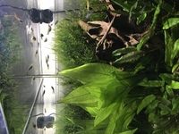 Endler guppies free to good home