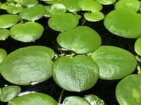 6x Amazon Frogbit (Limnobium laevigatum) Floating Aquarium Plant