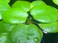 6x Amazon Frogbit (Limnobium laevigatum) Floating Aquarium Plant