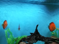 3 discus fish for sale. 1 breeding pair and 1 single male