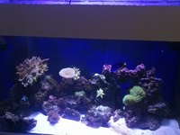 Reef Livestock in Marine full set up