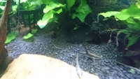 Sturisoma Panamense Royal whiptail catfish