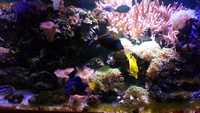 Complete marine fish tank set-up - including all fishes