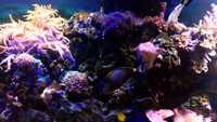 Complete marine fish tank set-up - including all fishes