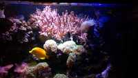 Complete marine fish tank set-up - including all fishes