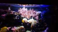 Corrals and Marine fish in Complete marine fish tank set-up