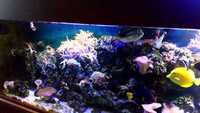 Corrals and Marine fish in Complete marine fish tank set-up