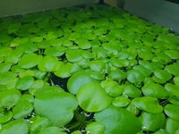 15 pcs Limnobium laevigatum (Amazon frogbit)