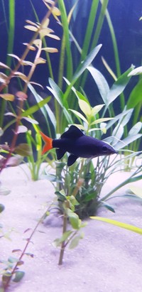 Tropical Fish for sale