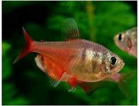 flame tetra