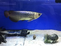 Show quality blue base cross back arowana for sale Leeds