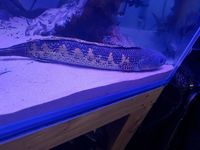 WILD Golden Cobra Snakehead 12inch