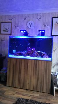 Marine aquarium set up