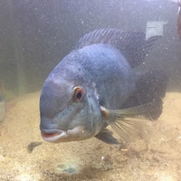 True Parrot Cichlid for Sale - Derby