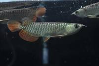 Red tail golden arowana fish.