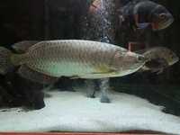 Jardini arowana approx 18-20inch £80ono