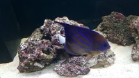 LARGE MARINE Angelfish