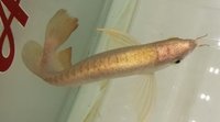 PLANET AROWANA NEW STOCKLIST DECEMBER