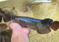 PLANET AROWANA NEW STOCKLIST DECEMBER