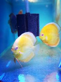 Various discus for sale