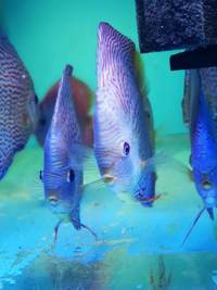 Various discus for sale