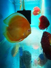 Various discus for sale