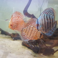 Discus in Leicester