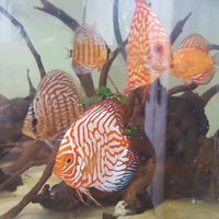 Discus in Leicester