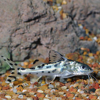 Pictus catfish