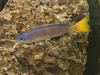 TANGANYICAN BREEDING STOCK FOR SALE