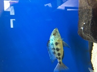 Fossorochromis rostratus cichlid (sold)