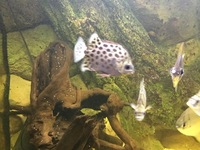 Brackish water fish, reduced price