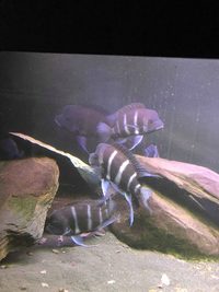 cyphotilapia frontosa moba blue zaire