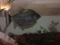 Black diamond piranha for sale