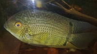 NOW SOLD-Heros sp Rio Tapajos(red cheek Severums) breeding pair in Leeds--ono £45 or make me an offer