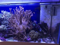 Cleair Aquarium for sale marine set up with all stock inc