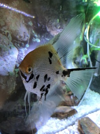 A pair of angel fish