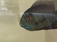 Xl Male Green Severum