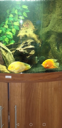 Severums