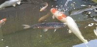 Koi Carp for sale