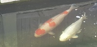 Koi Carp for sale