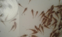 Corys