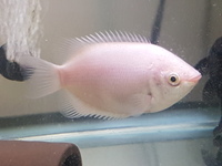 Pink Kissing Gourami